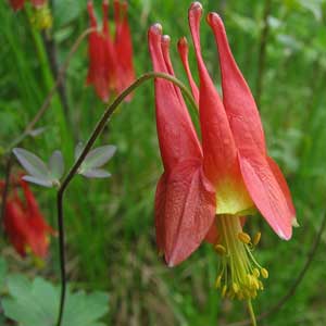 The native columbine flower is the emblem of Winona horticultural Society