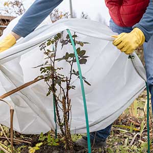 Protecting plants against frost