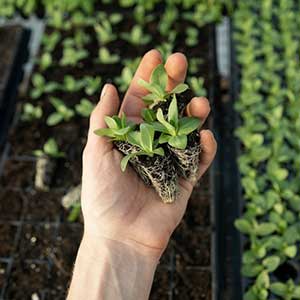 Expert Guidance and help at Winona horticultural Society